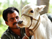 Care for cow