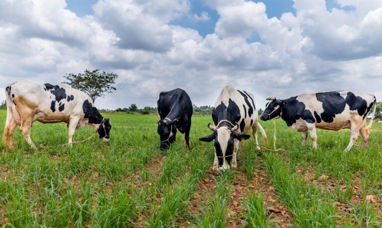 Akshayakalpa Organic Farming on Akshayakalpa cows grazing Lands.