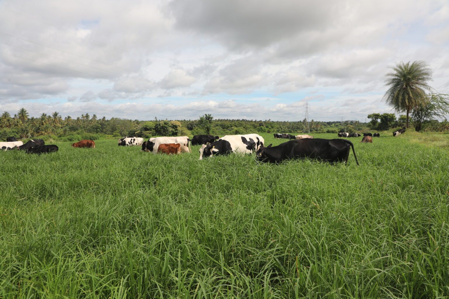 What is a balanced diet for cows?