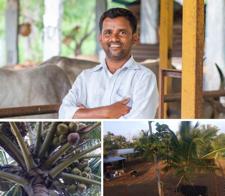 Akshayakalpa transforms Prasanna Kumar's farm, yielding 10k coconuts, abundant fodder, and 150L daily healthy milk.