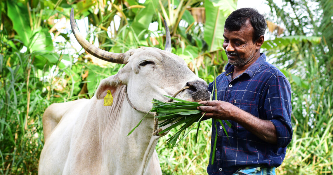 Maatu Pongal: A Celebration of Cows