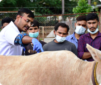 Learning to care for the cow