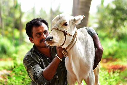 Man caring for calf