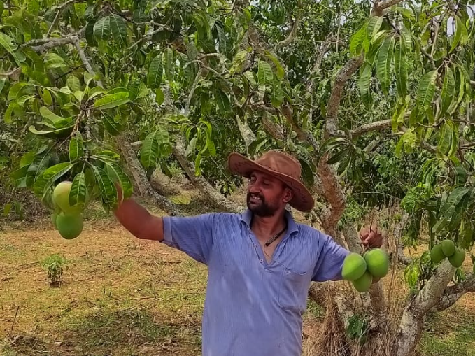 Organically Grown Raw Mango Plucked in Akshayakalpa farm