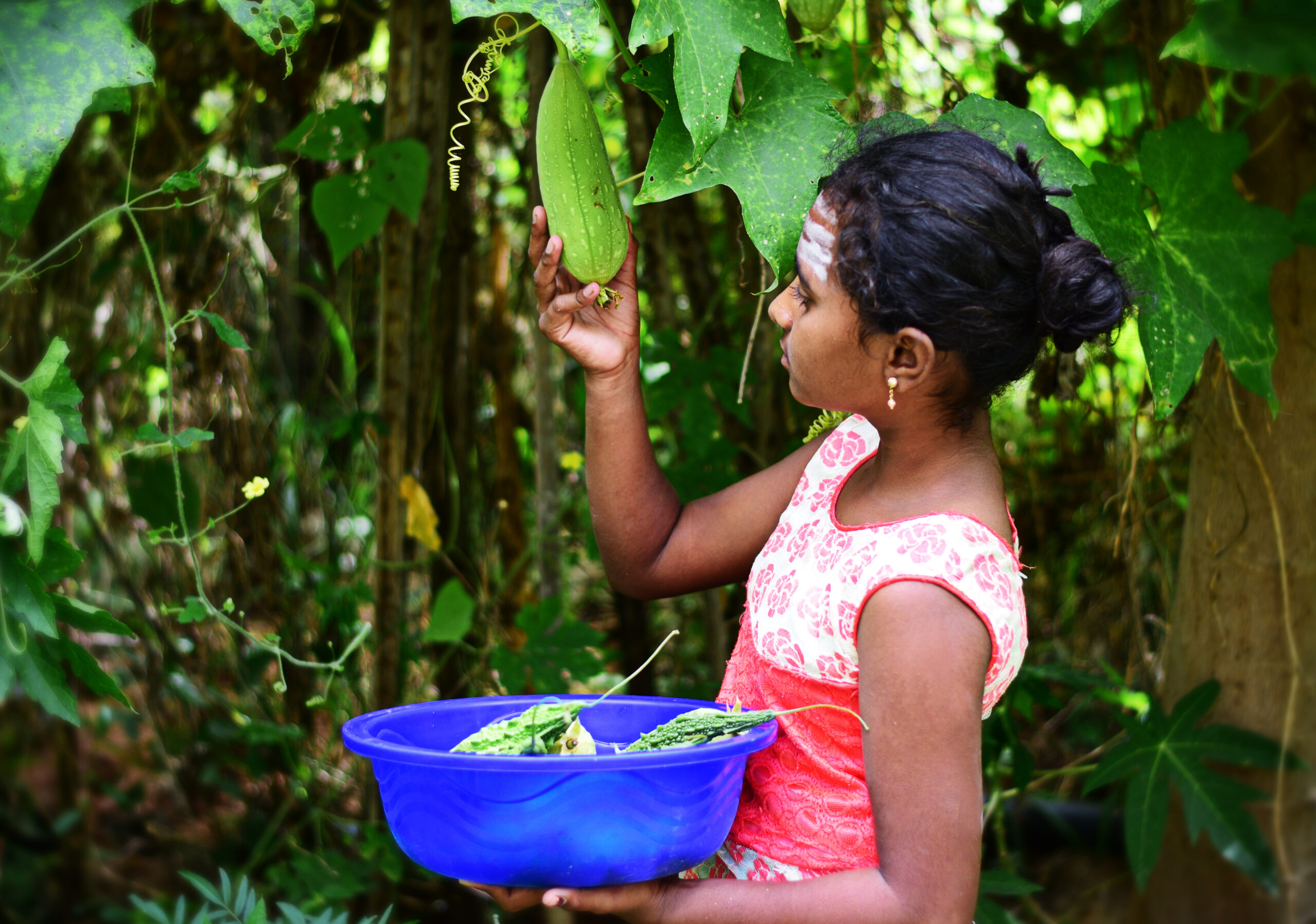 Kid plucking vegetables in Akshayakalpa Organic Farm