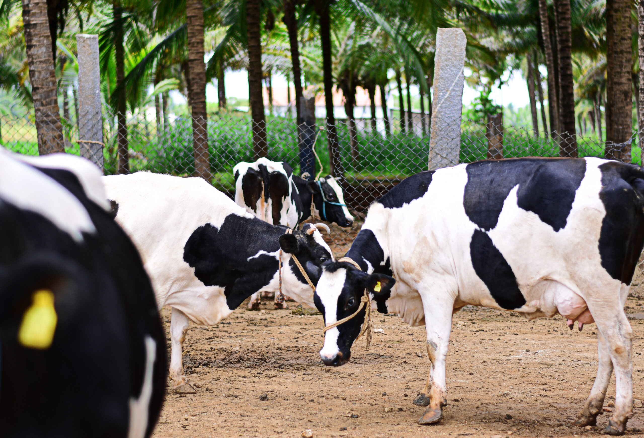 Cows roaming in the farms