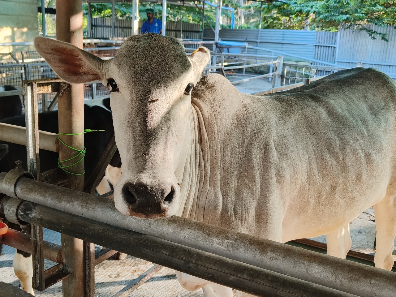 Meet cows who produce energy!