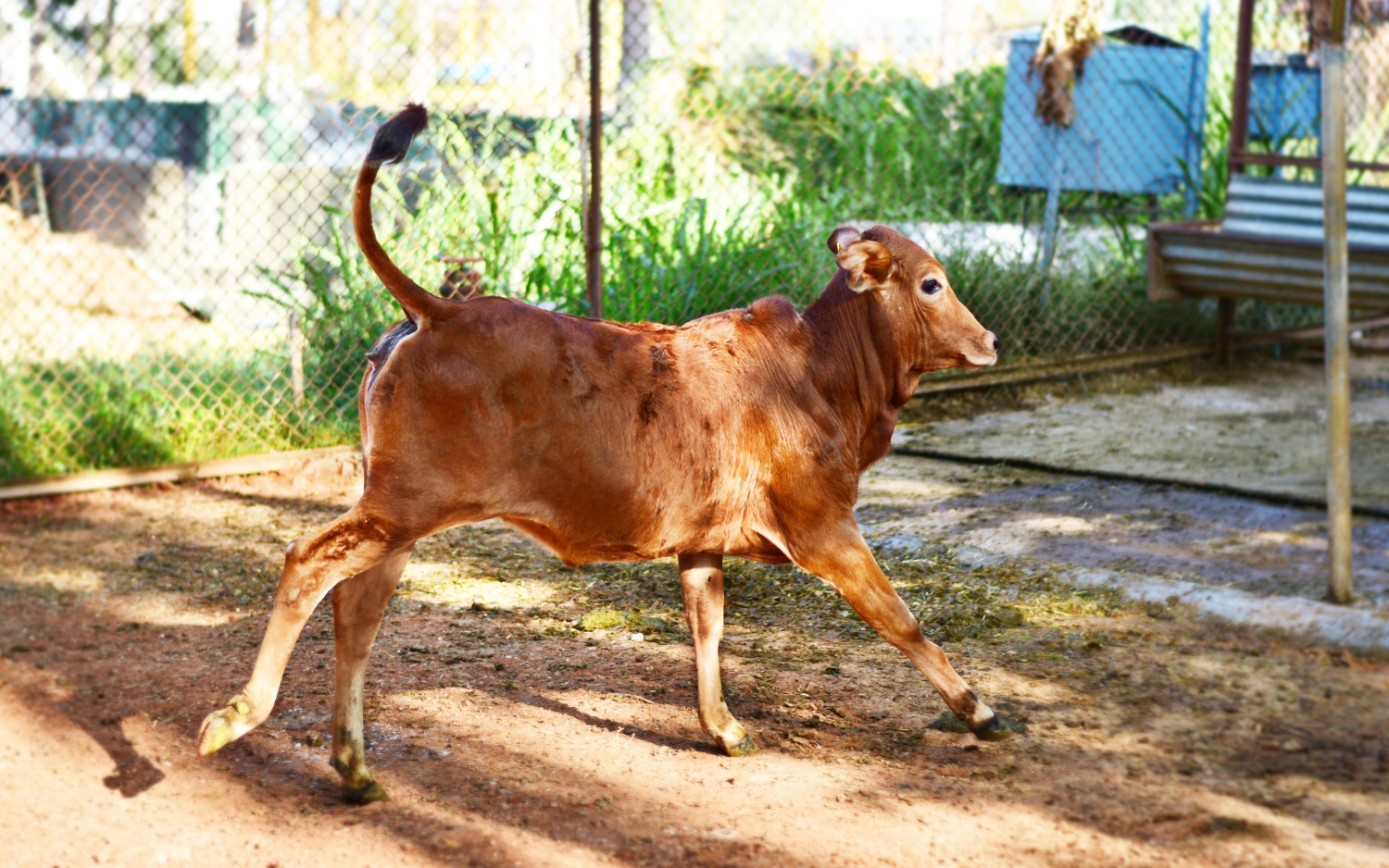 Free roaming cute calf in the farm