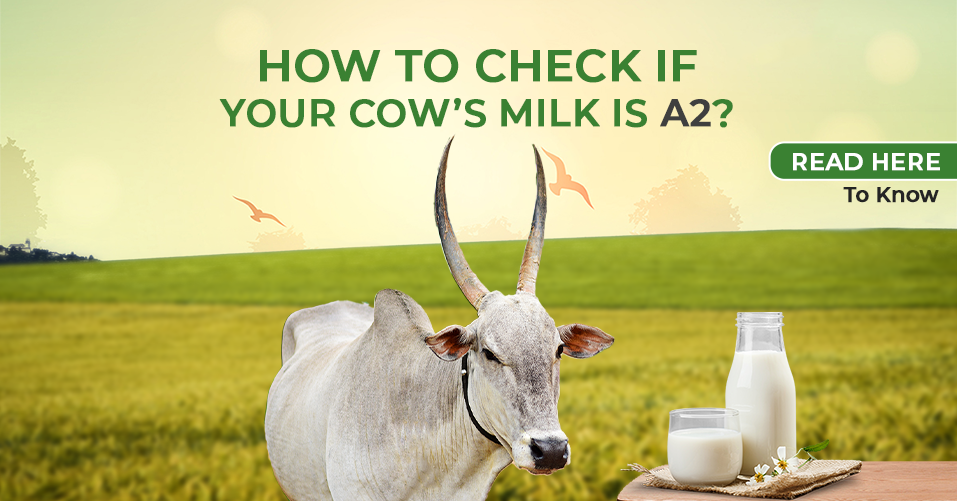 How can I check if my cow’s milk is A2? - Akshayakalpa Organic Milk