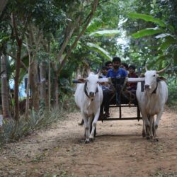 bullock cart ride bullock cart ride