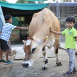 cow petting cow petting