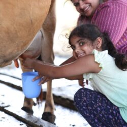 milking milking