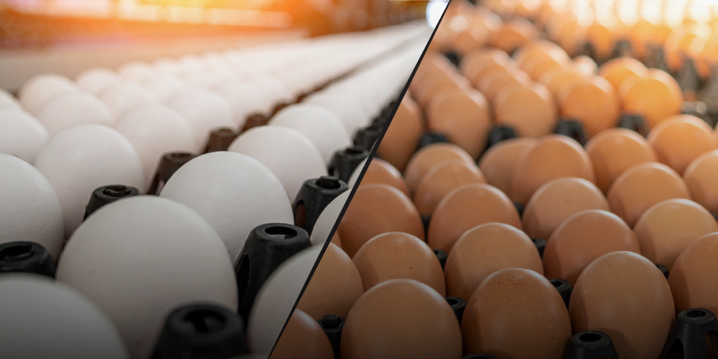 Is there any nutritional difference between brown and white eggs?