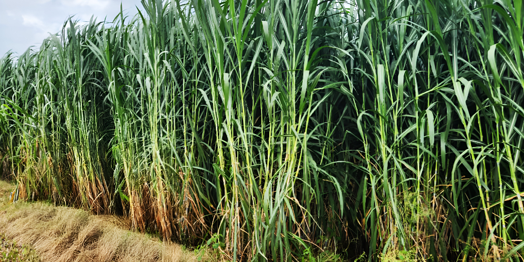 What is Green Manure and How Does It Help in Organic Farming?