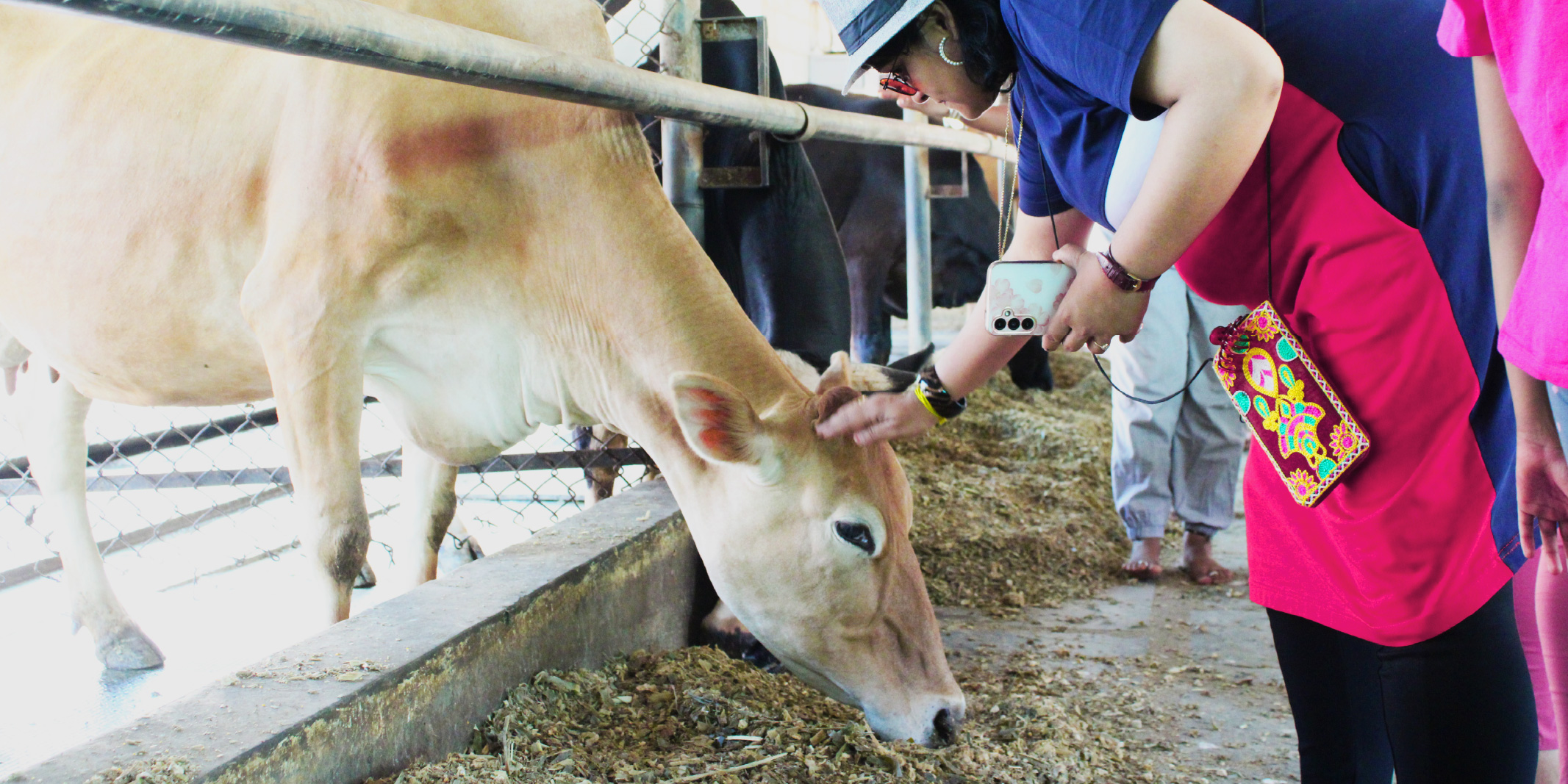 Beyond the milk glass: A hands-on organic dairy experience at Akshayakalpa