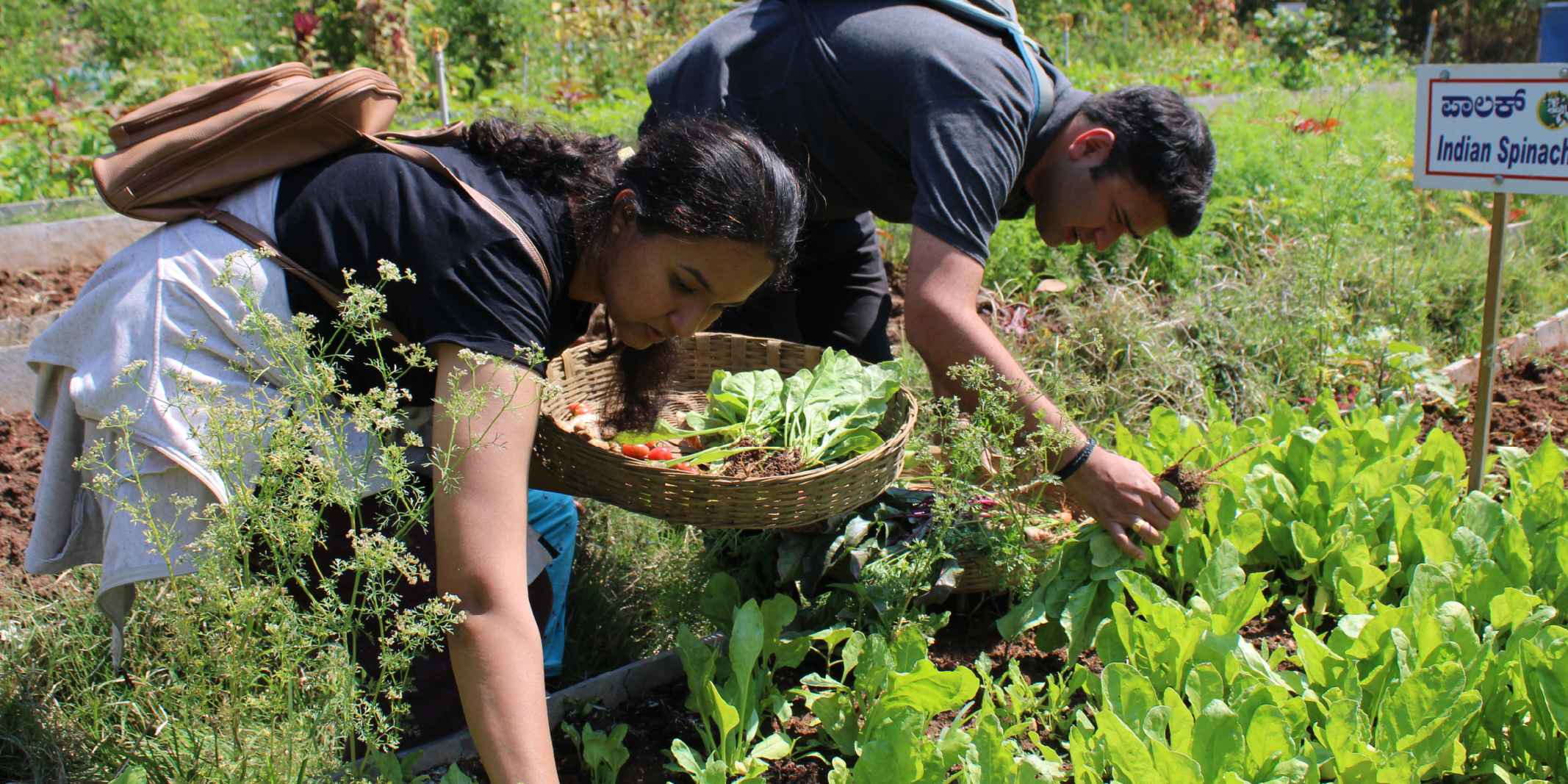 The sow and grown experience at Akshayakalpa Organic farms
